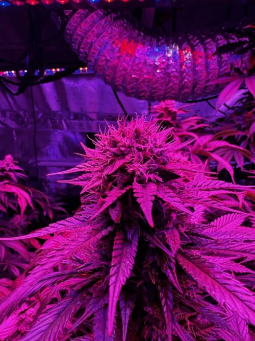 G-Check-Grand Daddy Purple - Image 2