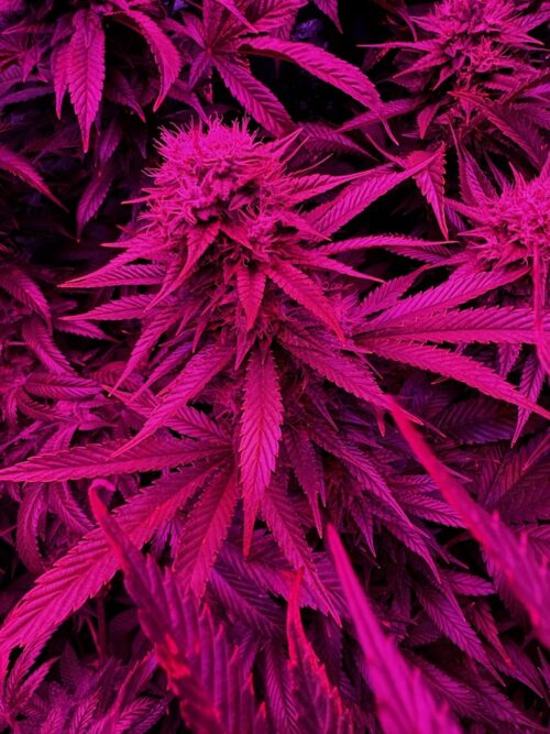 G-Check-Grand Daddy Purple - Image 3
