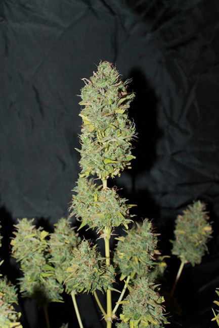 G-Check White Widow - Image 4