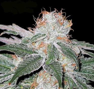 G-Check White Widow - Image 3