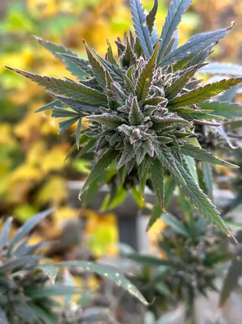 G-Check-Grand Daddy Purple - Image 4