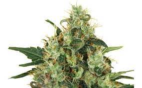 RQS-Medical Mass-CBD