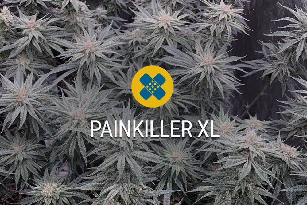 RQS-Painkiller XL-CBD - Image 2