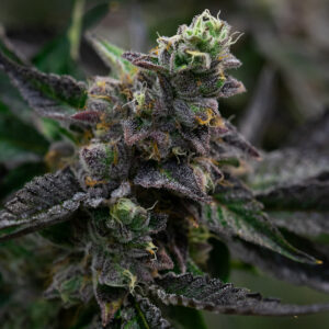 RQS-Wedding Cake