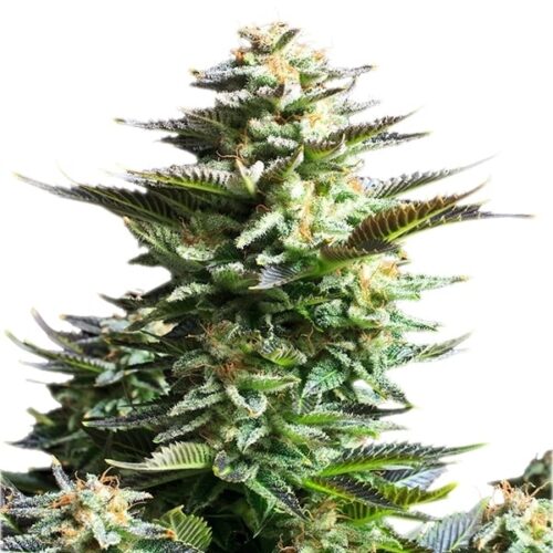 RQS-Amnesia Haze
