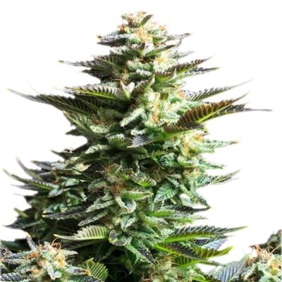 All Sativa