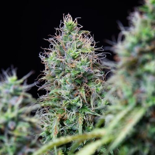 RQS-Amnesia Haze-Auto - Image 2