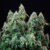 RQS-Amnesia Haze-Auto