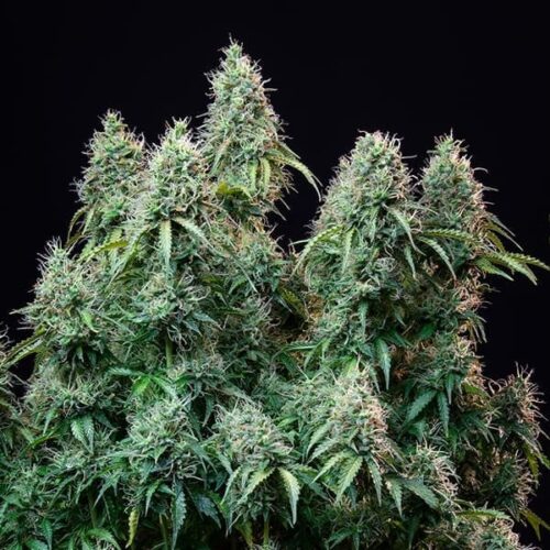 RQS-Amnesia Haze-Auto
