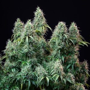 All Hybrid