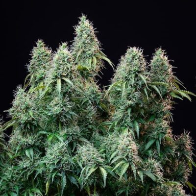 All Hybrid