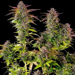 RQS-Cookies Gelato