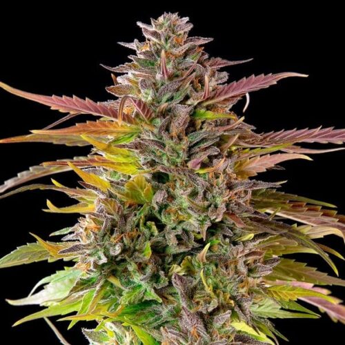 RQS-Cookies Gelato - Image 2