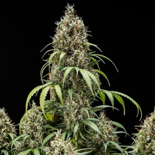 RQS-Cookies Gelato-Auto - Image 2