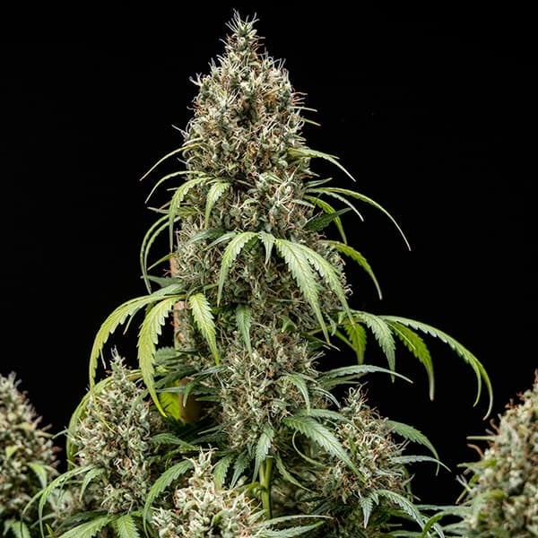 RQS-Cookies Gelato-Auto - Image 2