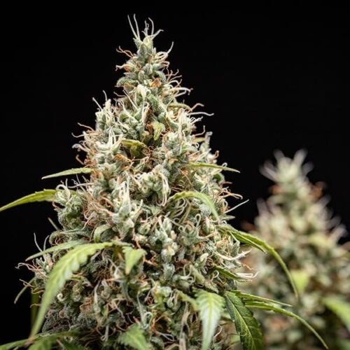 RQS-Cookies Gelato-Auto - Image 3