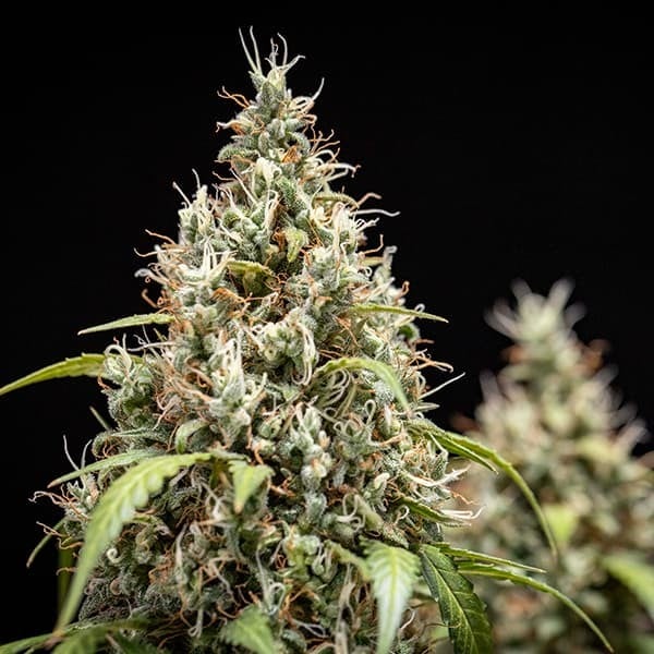 RQS-Cookies Gelato-Auto - Image 3