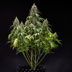 RQS-Cookies Gelato-Auto