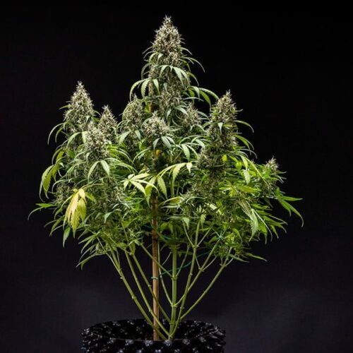 RQS-Cookies Gelato-Auto