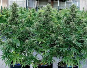 RQS-Cosmos-F1