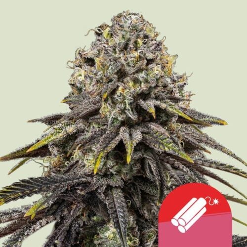 RQS-Dynamite Diesel-Mike Tyson