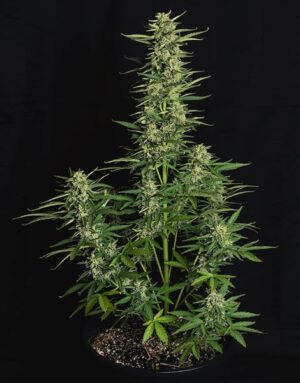 RQS-Epilson-F1