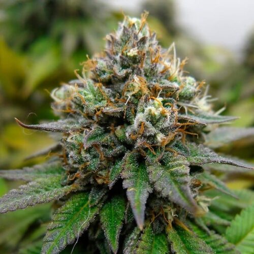 RQS-Euphoria-CBD