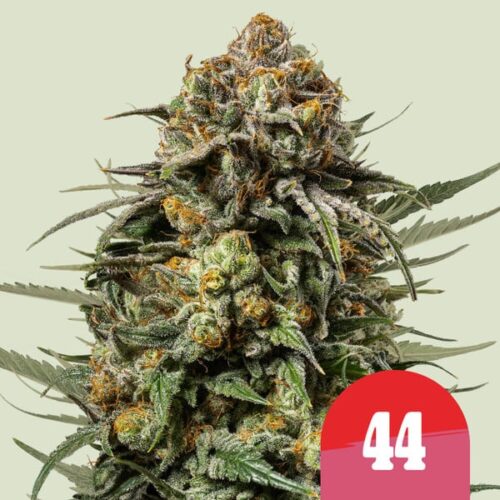 RQS-Gelato 44-Mike Tyson
