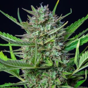 RQS-Mimosa-Auto