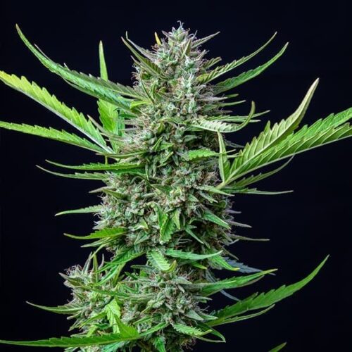 RQS-Mimosa-Auto - Image 3