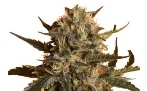 RQS-Mother Gorilla