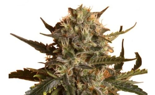 RQS-Mother Gorilla