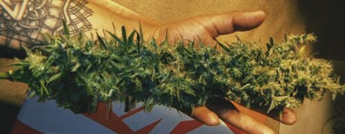 RQS-Mother Gorilla - Image 2