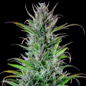 RQS-Northern Light