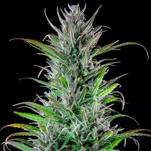 RQS-Northern Light