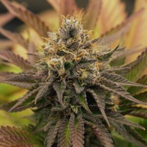RQS-OG Kush