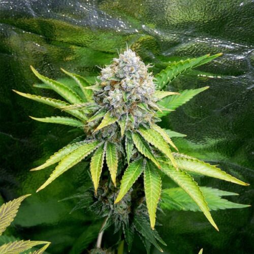 RQS-OG Kush - Image 3