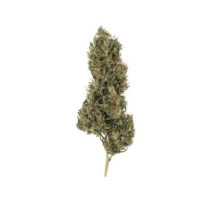 RQS-Painkiller XL-CBD