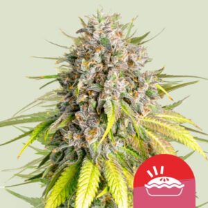 RQS-Punch Pie-Mike Tyson