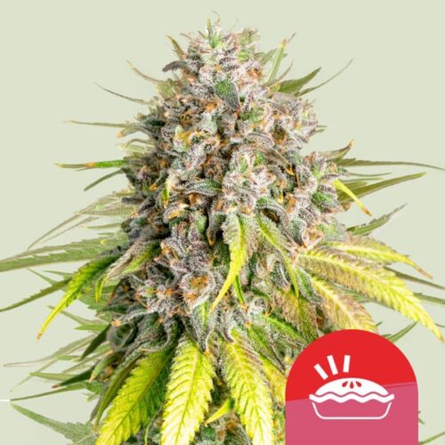 RQS-Punch Pie-Mike Tyson