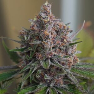 RQS-Purple Queen