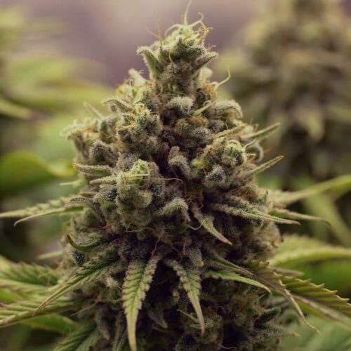 RQS-Purple Queen - Image 2
