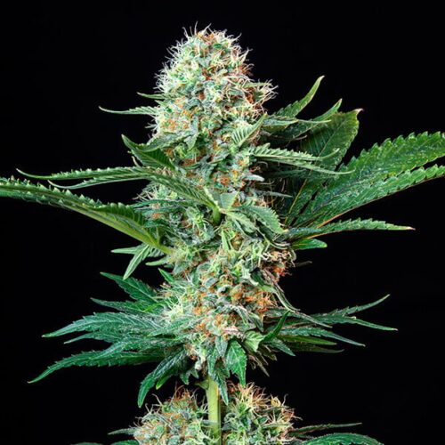 RQS-Royal Cookies - Image 2