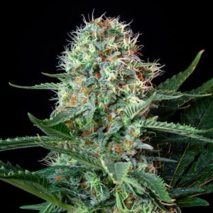 RQS-Royal Cookies