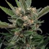 RQS-Royal Gorilla