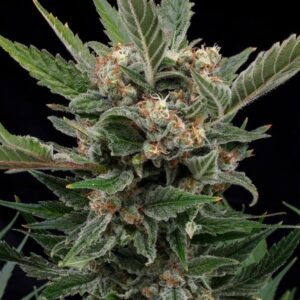 RQS-Royal Gorilla