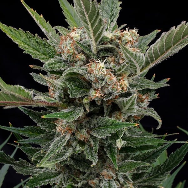 RQS-Royal Gorilla