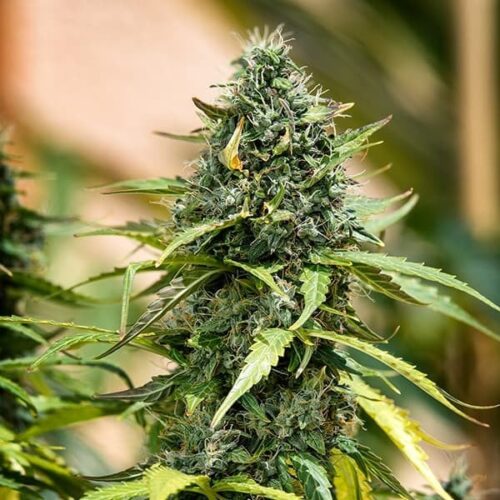 RQS-Royal Gorilla-Auto - Image 2