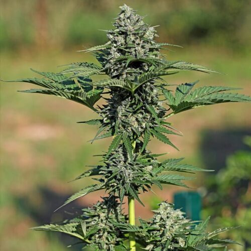 RQS-Royal Gorilla-Auto - Image 3