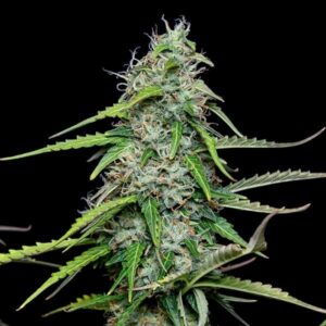 RQS-Royal Gorilla-Auto